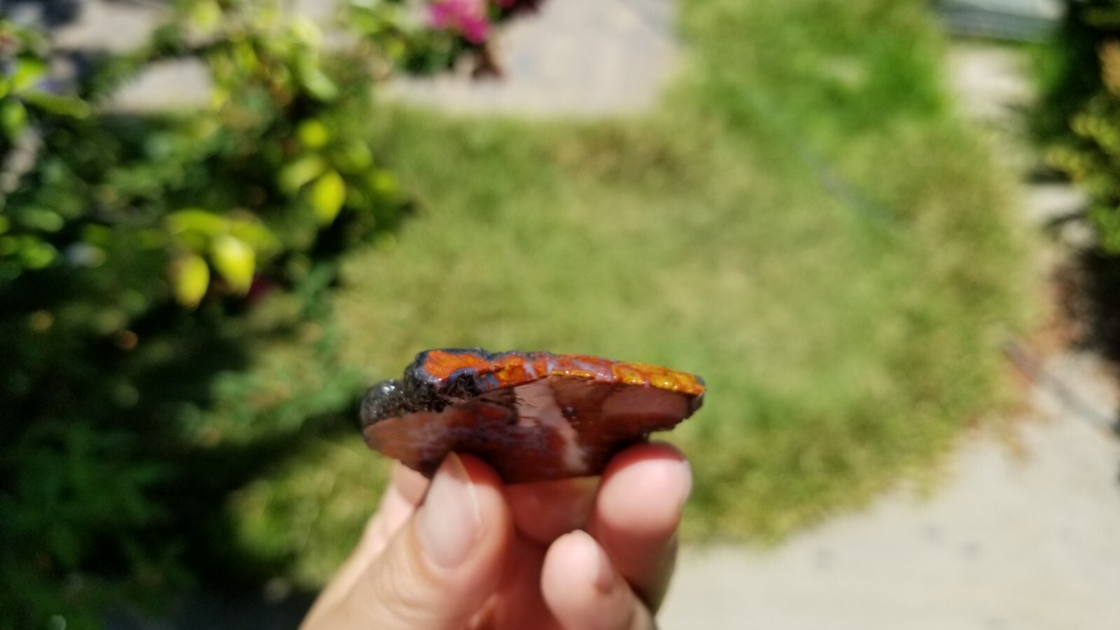 Wingate PASS PLUME AGATE Slab
