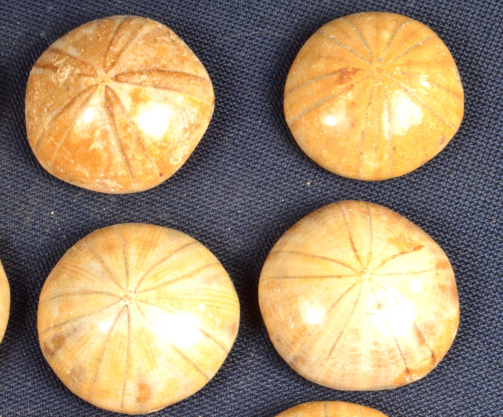 #11,993 Echinoderm Fossil (Sand Dollar) - Madagascar [ONE PIECE ONLY]