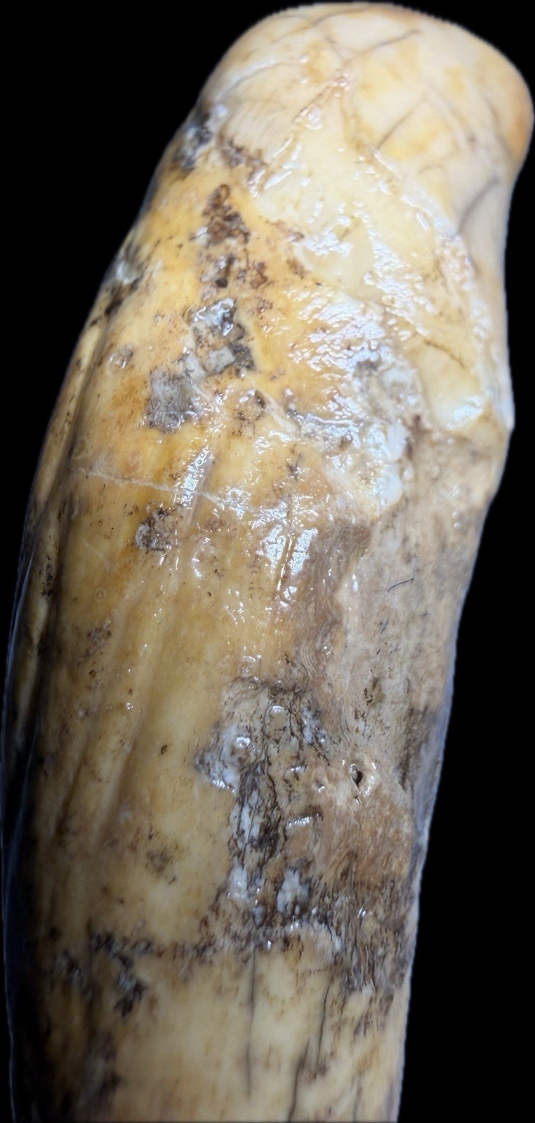 👀 Fantastic Rare Romanian Cave Bear Canine Tooth Fossil, Ursus Spelaeus ✨🔥