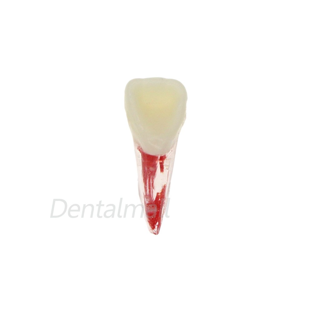 10 Size Dental Root Canal Practice Model Teeth for Pulp Study RCT Endo File