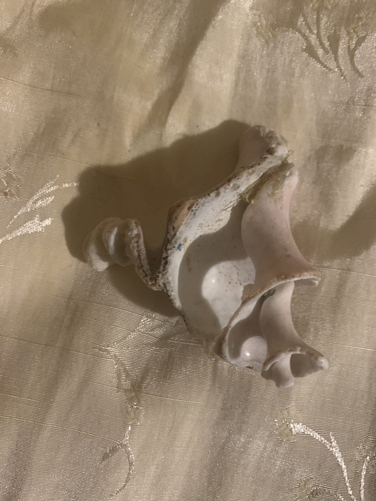 Conch Shell Interior Fossil