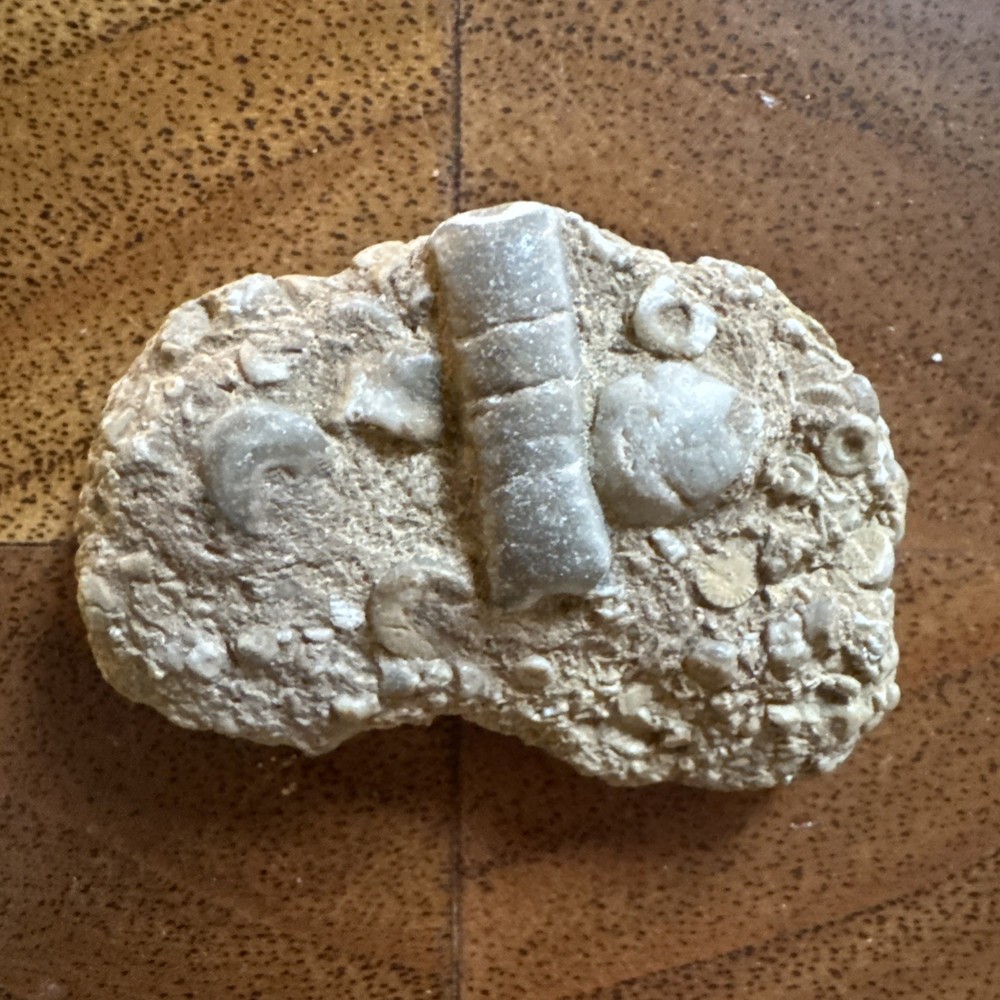2” Fossil Specimen