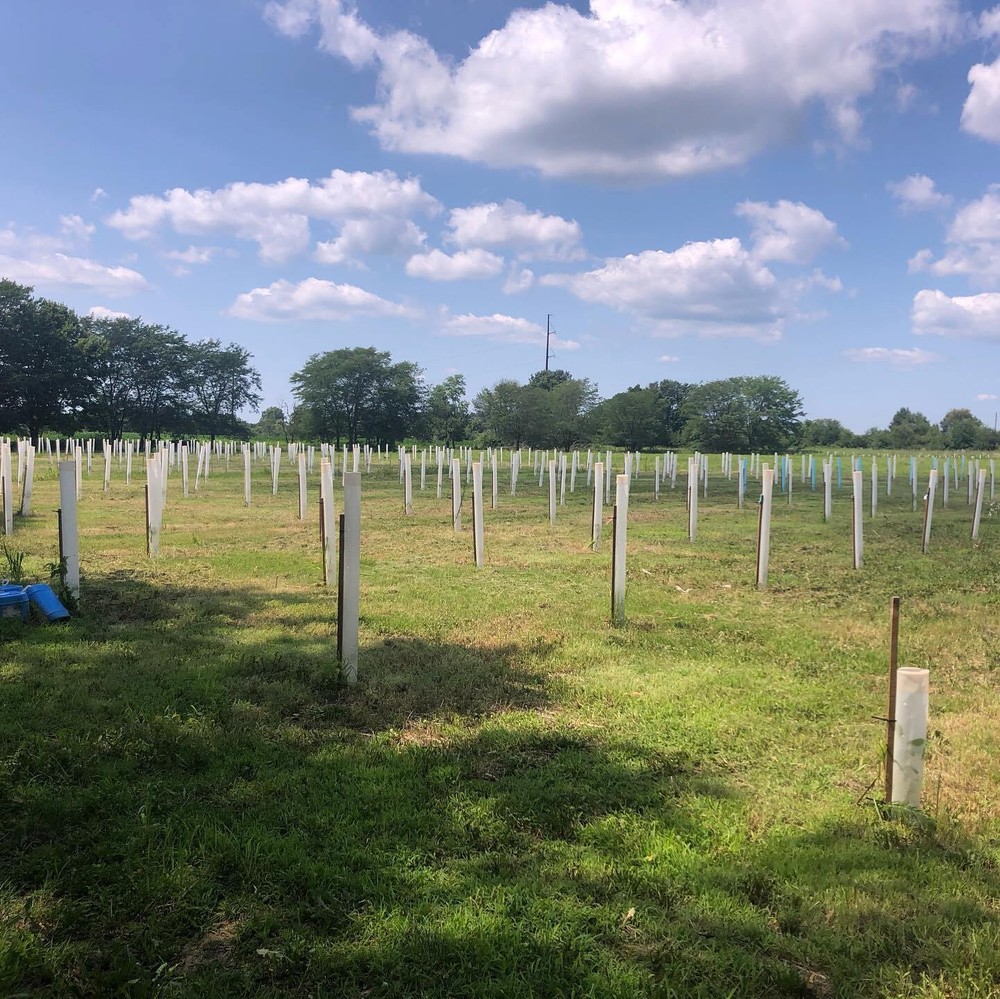 MIRACLE TUBE TREE SHELTERS (5)