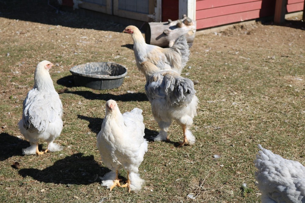 12+ Isabel Large Breed Brahma Hatching Eggs