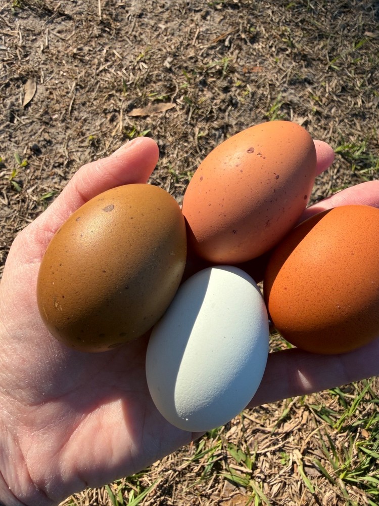 CHASING THE RAINBOW - 12 Olive Egger Hatching Eggs NPIP Certified, AI clean