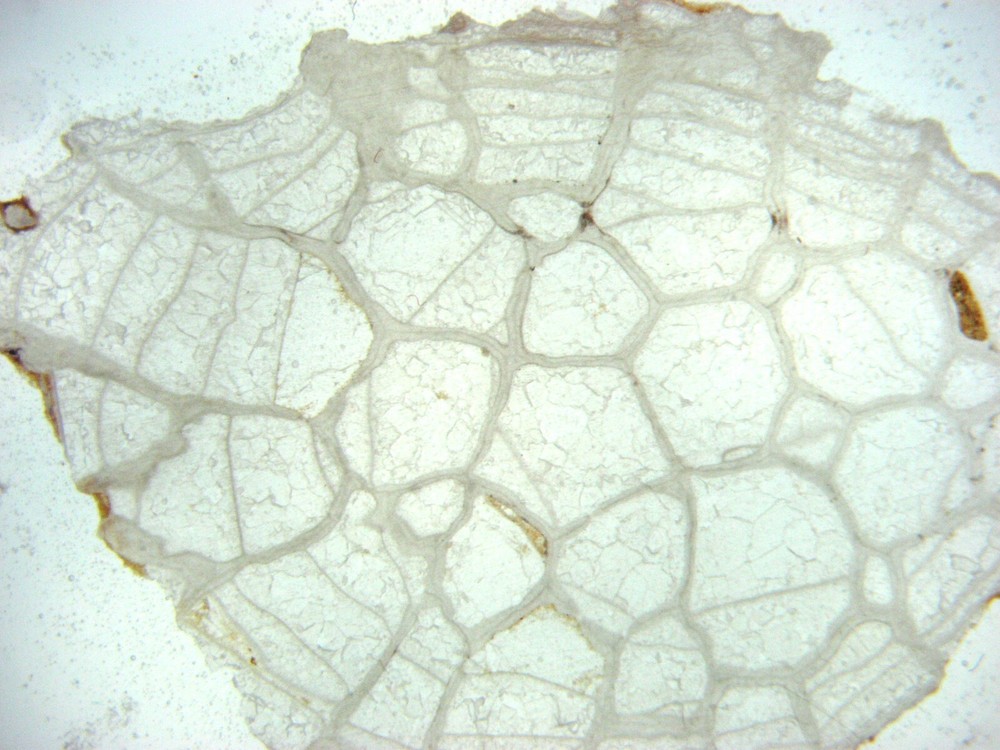 Geological Rock Formation & fossil Thin Section collection 100 slides in case