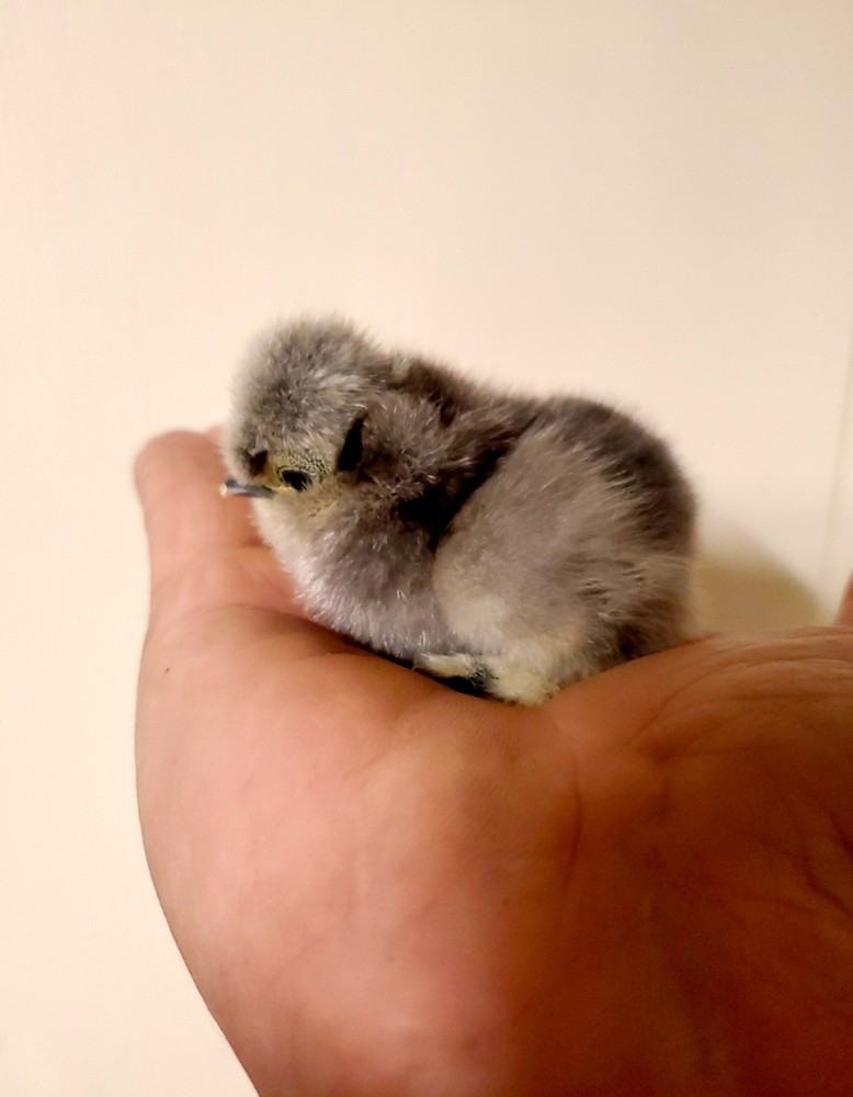 Silkie Hatching Eggs 8