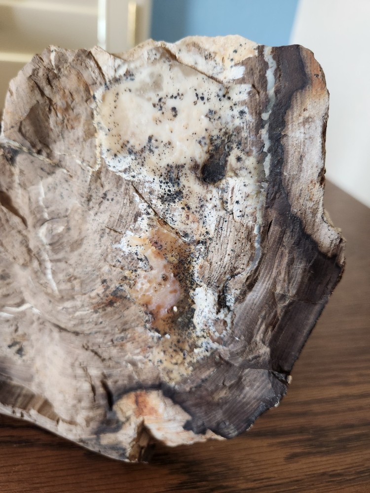 Petrified Wood Rough Cut Slab
