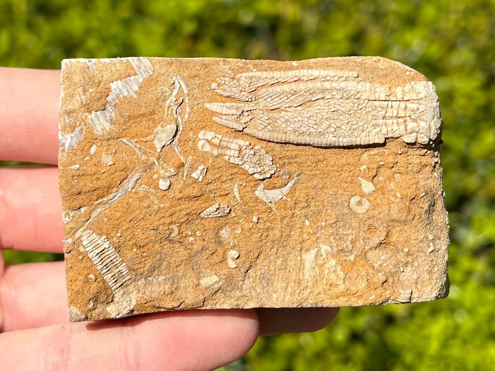 DOUBLE Fossil Crinoids in Matrix Phanocrinus Aphelecrinus Alabama Bangor Fm