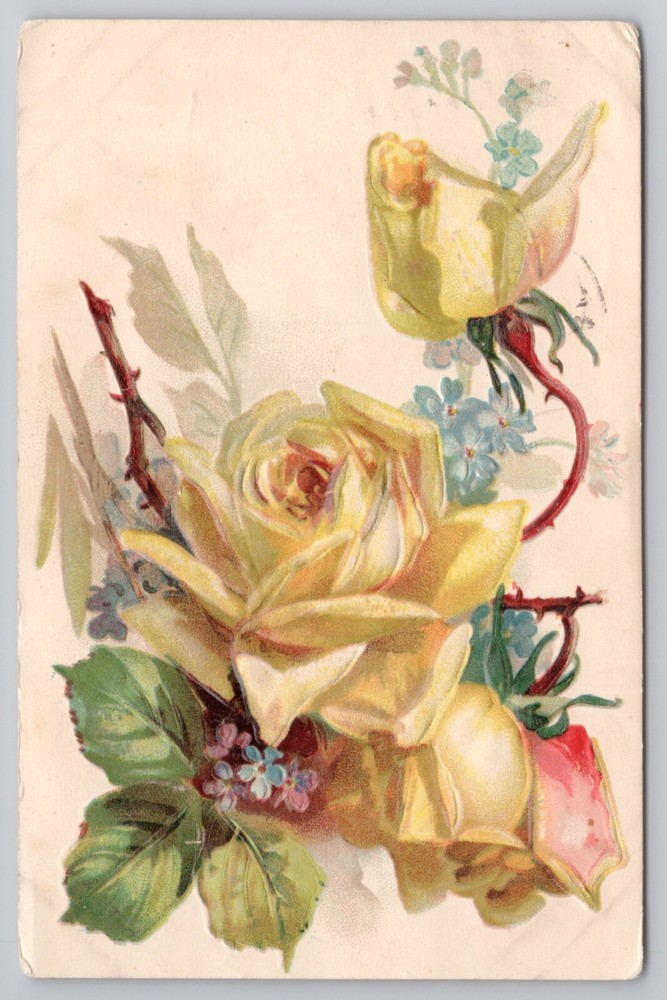 Yellow Roses c1909 Postcard