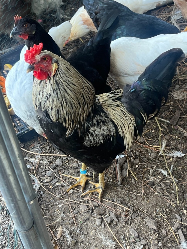 Prairie Blue Bell Hatching Eggs (10+)