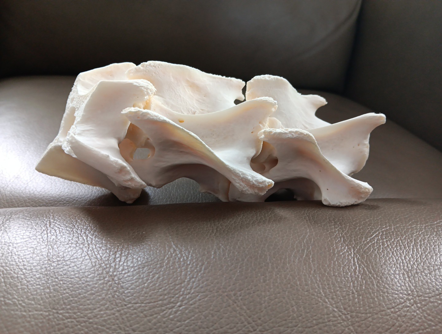 Deer Spine Connected 3 Vertebrae Professionally Cleaned Whitened Taxidermy Buck