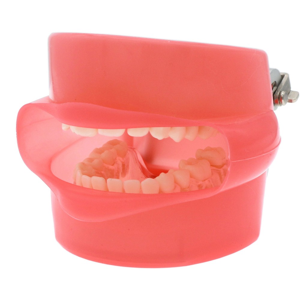 Dental Ortho Teeth Model Implants Practice Teaching Restortion Brushing Model