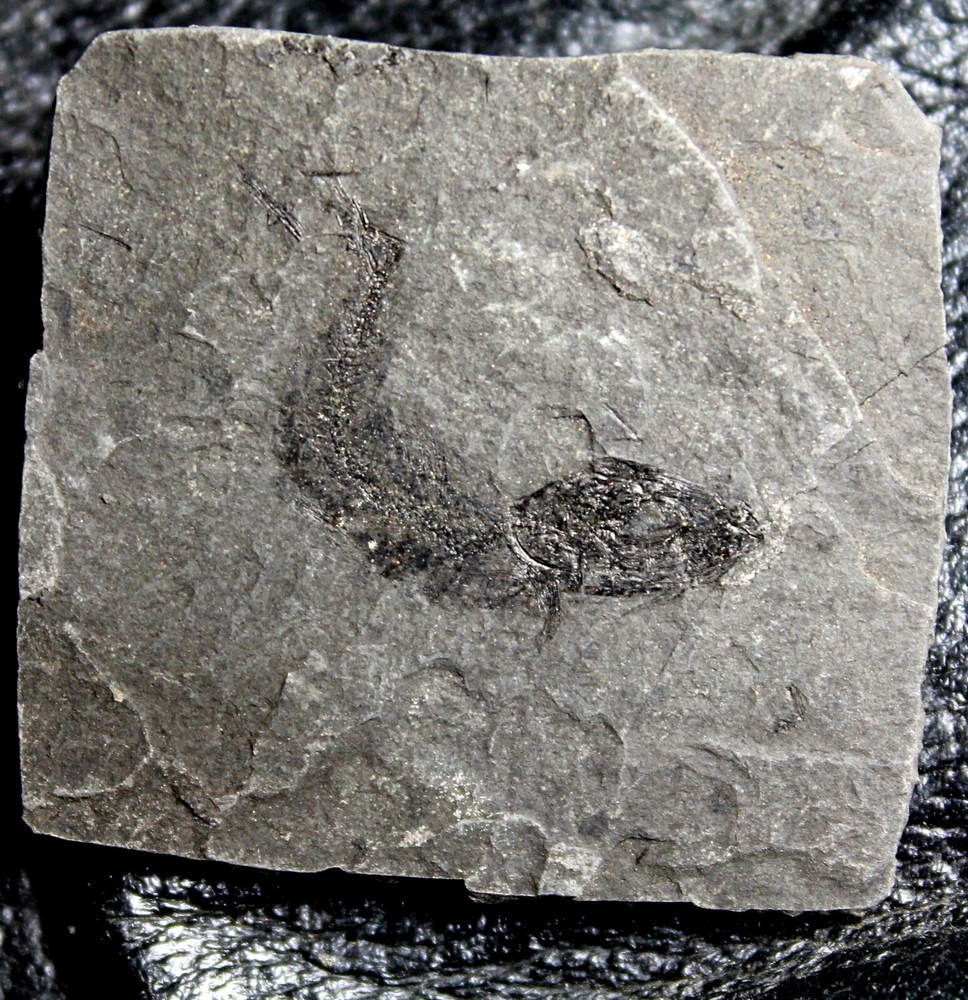 Oligocene fossil fish