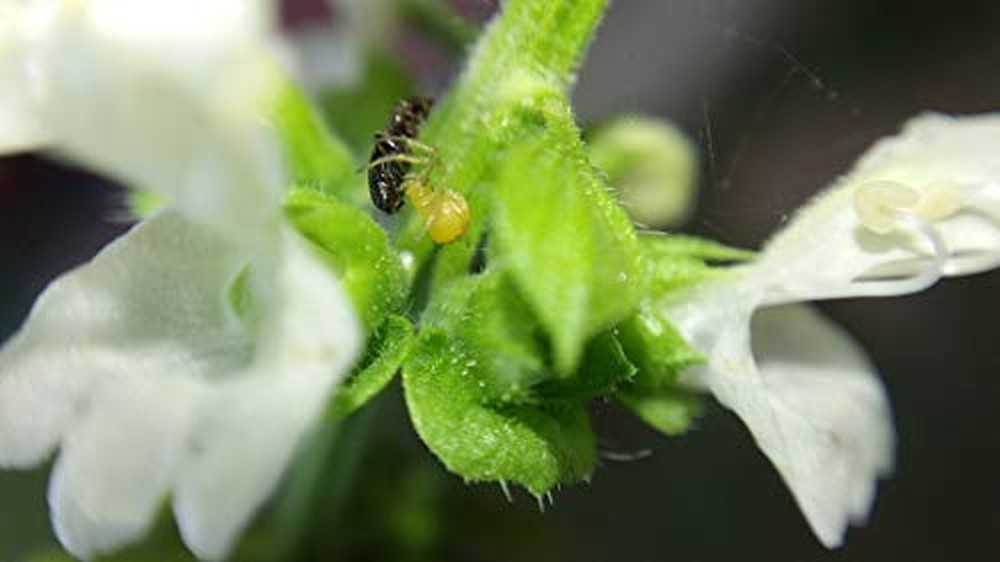 Blips Macro Kit - mini-Lenses for Smartphone and Tablet