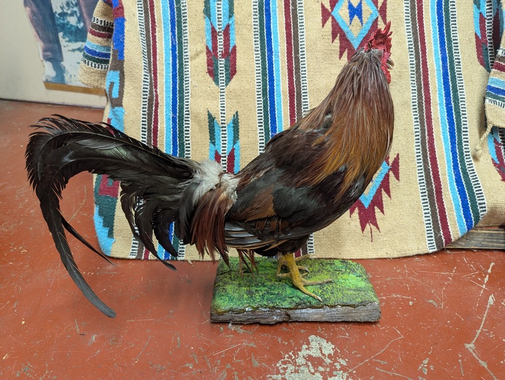 Beautiful Mounted Gamecock Rooster
