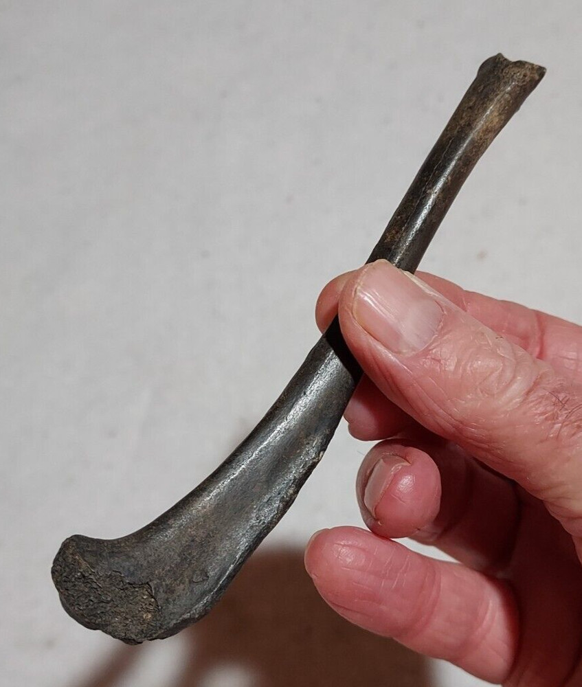 Raccoon Tibia Bone Fossil from Ice Age