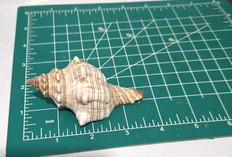 Striped Fox Conch Shell 3 5/8" - 93 mm