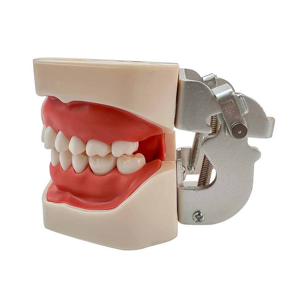 Dental Phantom Head Model Silicone Mask 28Pcs Screw Fixed Teeth Simulation Model