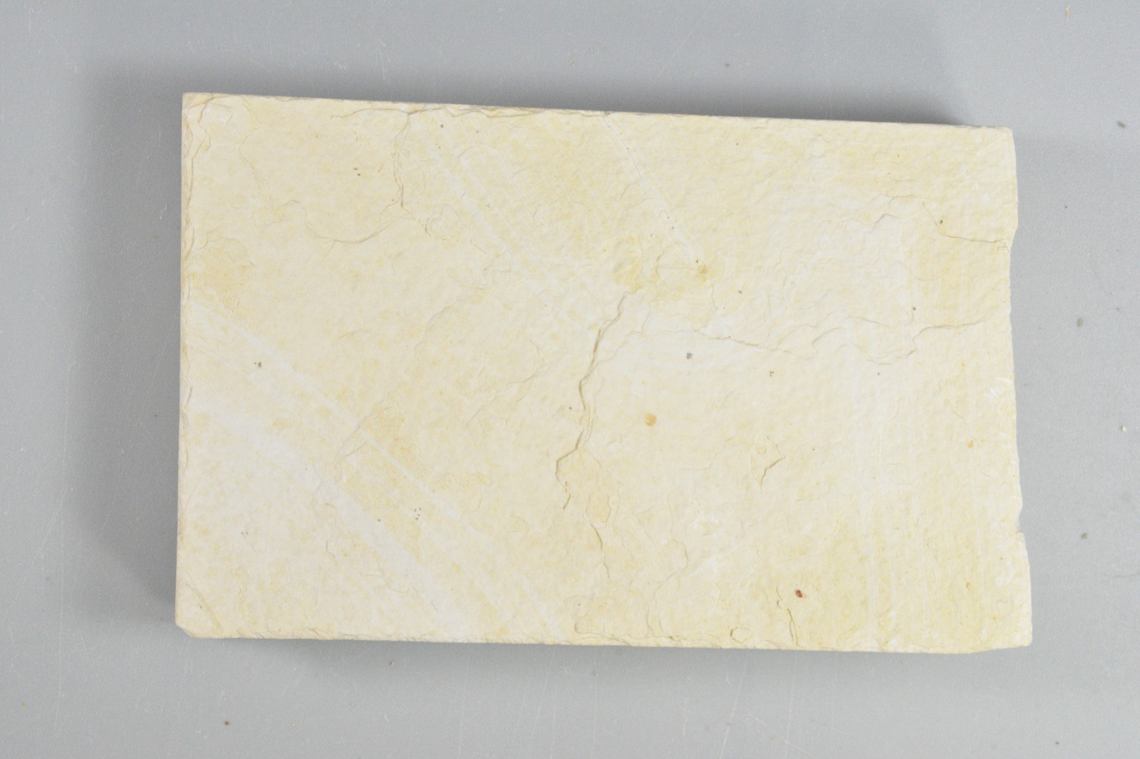 Amphiplaga Fossil Fish, Green River Formation, Wyoming