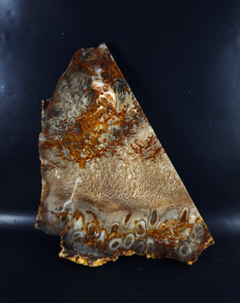 Petrified Palm Root Slab