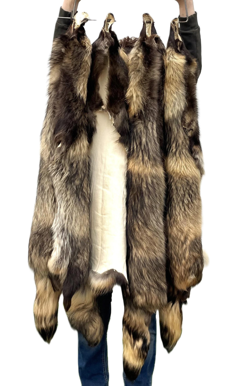 Massive Finnish-Coon Pelt, Tanned