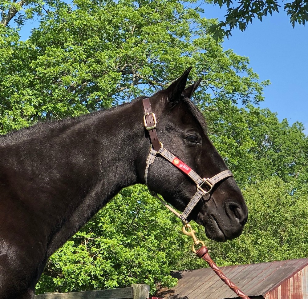 5/A Baker Breakaway Halter