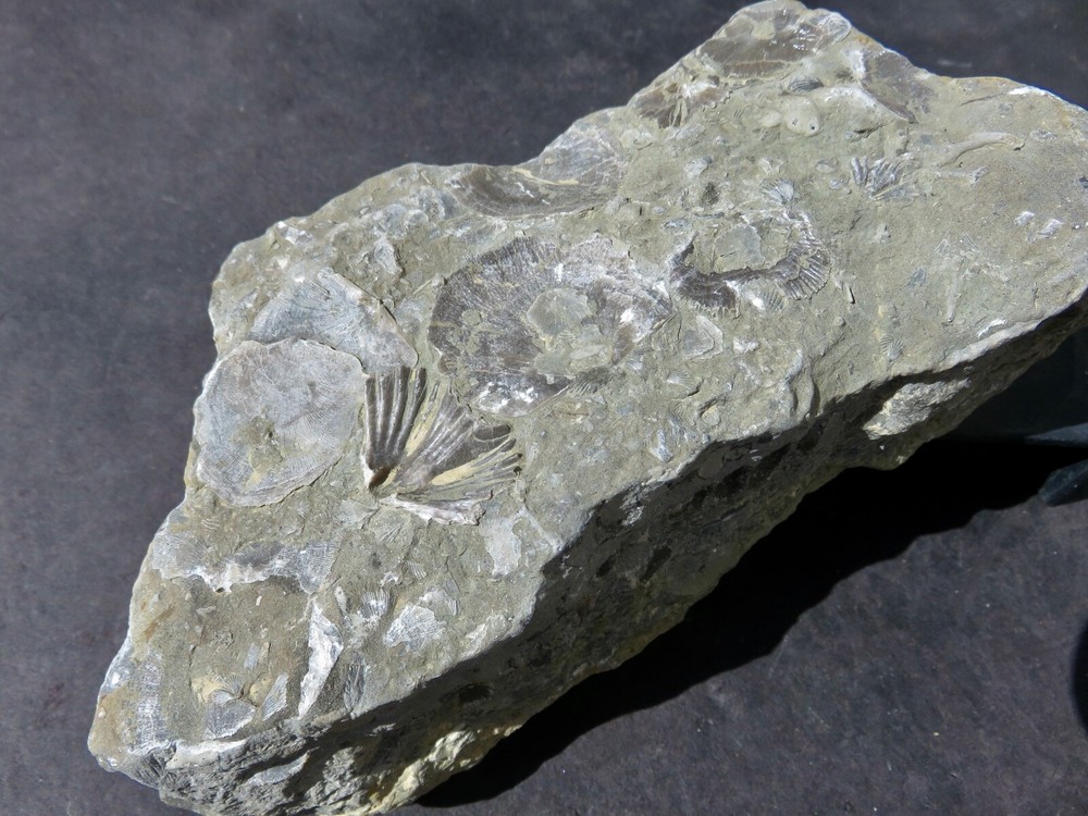 BRACHIOPOD PLATE  -- Cincinnati , Ohio
