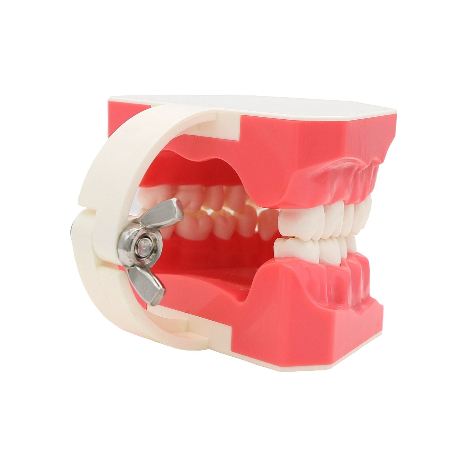 Dental Teeth Model Brushing Flossing Practice Studying Teaching Model M7010-1