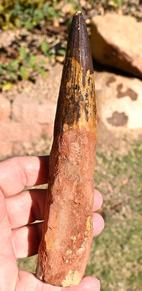 Massive Spinosaurus tooth, 7.4 inches, from Morocco