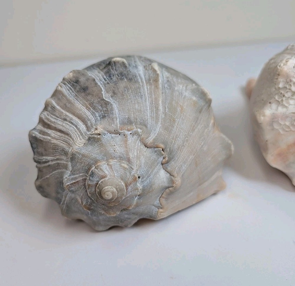 2 Large Lightning Whelk 10” Fossilized Seashell Beach Decor