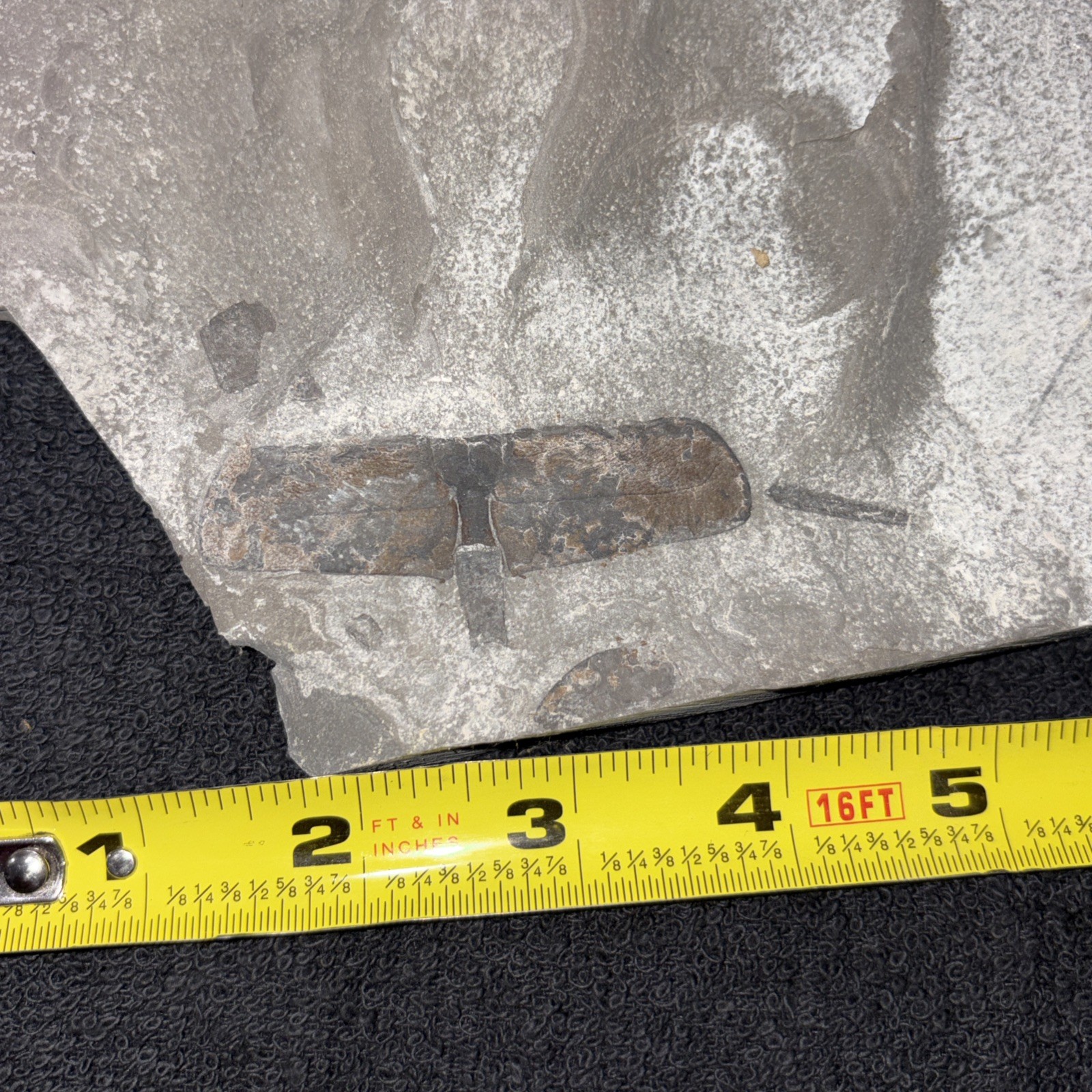 Fossil Eurypterid Segment W/ Sexual Appendage Silurian Period Near Niagara Falls