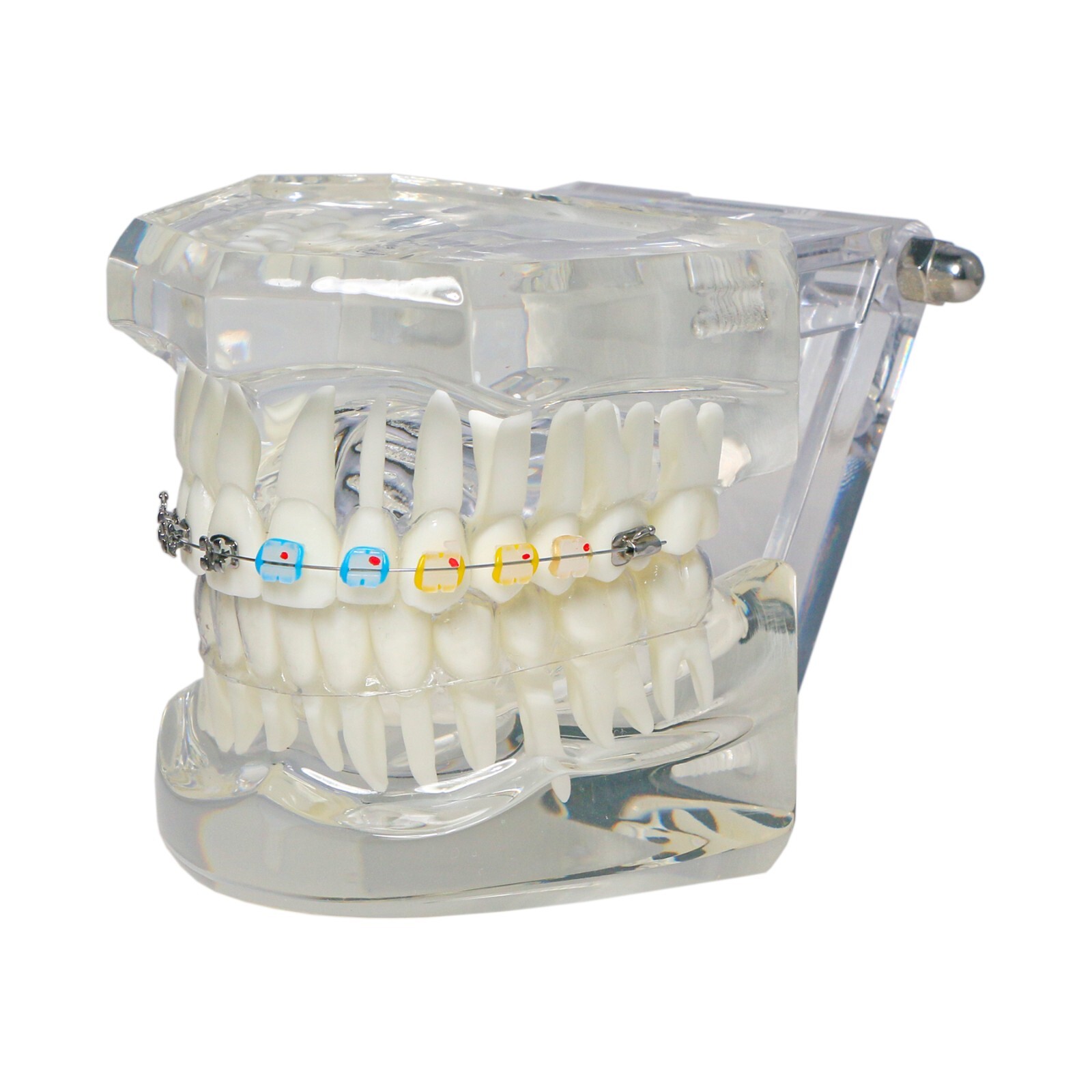 Dental Ortho Teeth Model With Metal Ceramic Brackets Lingual Braces Tube Teach