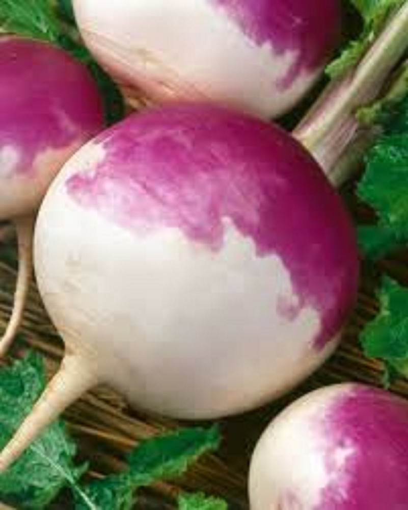 5 LBS PURPLE TOP TURNIPS DEER FOOD PLOT SEED