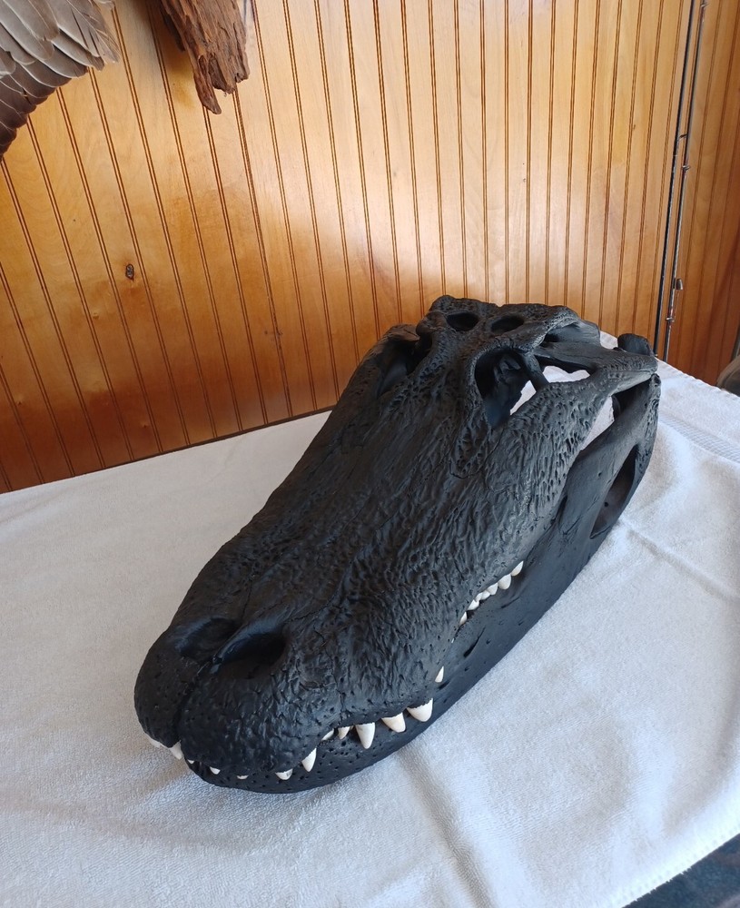 Large Aligator Head UNIQUE Taxidermy