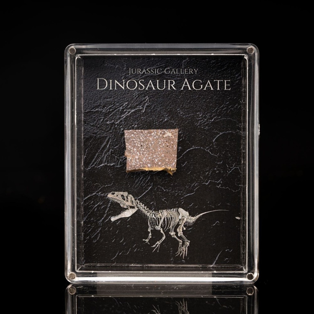 Dinosaur Agate Fossil Box