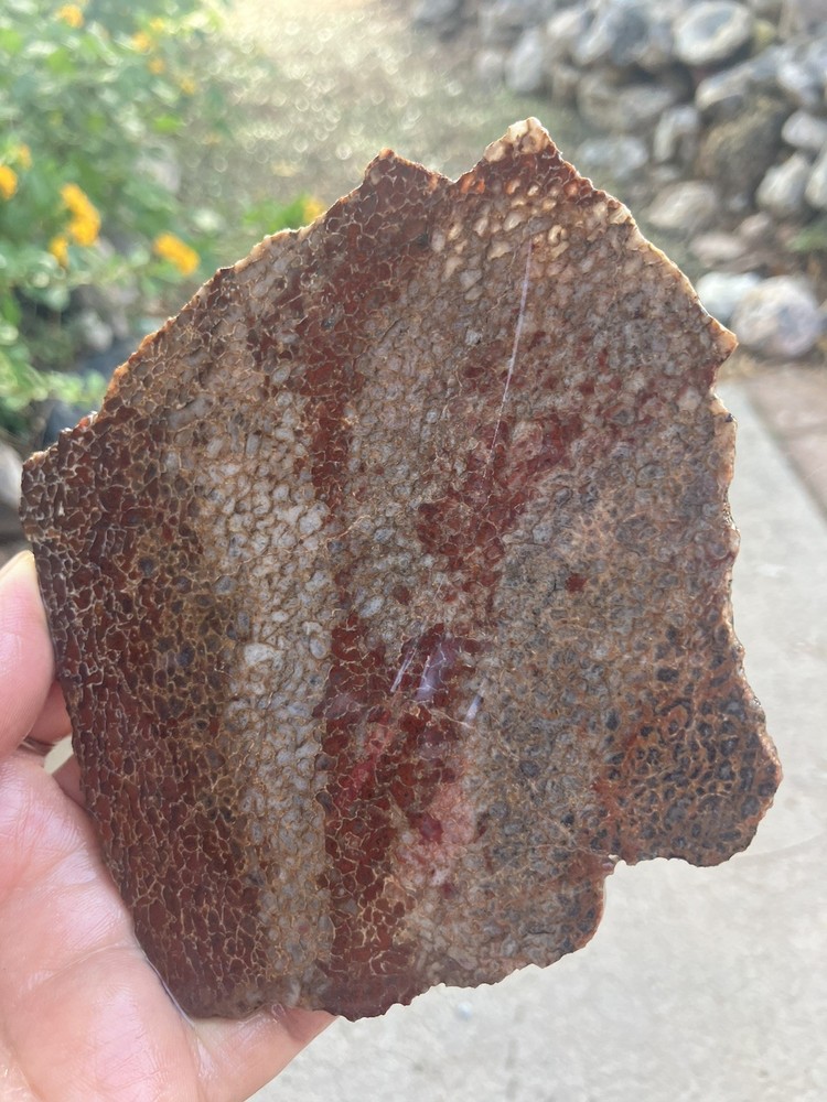 Dinosaur Bone Slab