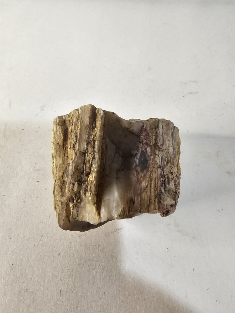 Petrified Opalized Rainbow Wood Rough 7.5 oz