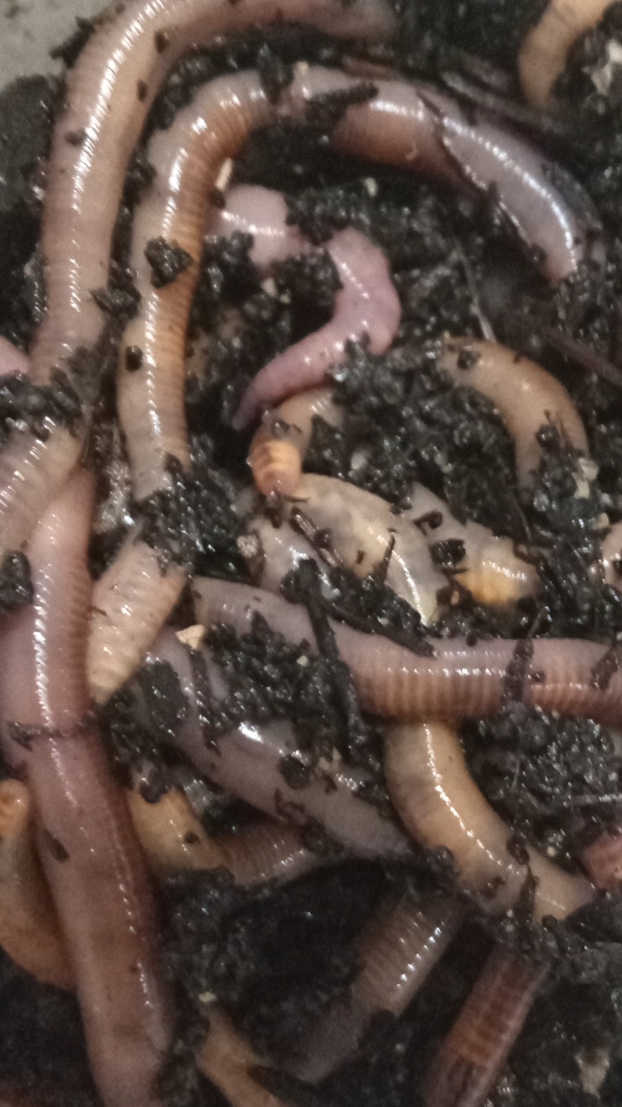 1/16 lb Live Red Wigglers Fishing Worms/Bait (Bait Size)(1.5-3 in)