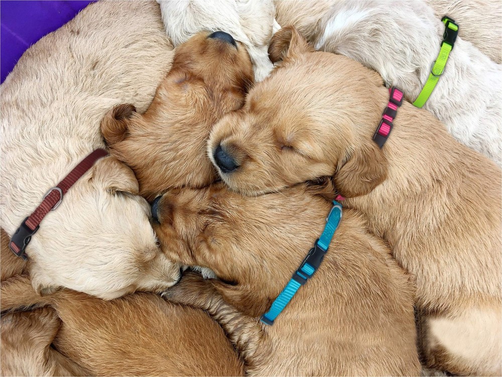 PARTNER Puppy ID Collars Identification Whelping Super Soft Nylon Adjustable ...