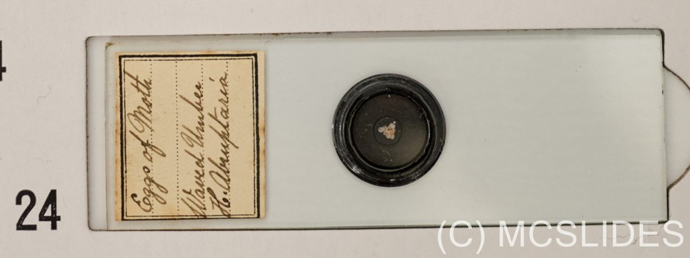 Vintage microscope slide: fluorescence moth eggs for reflected light