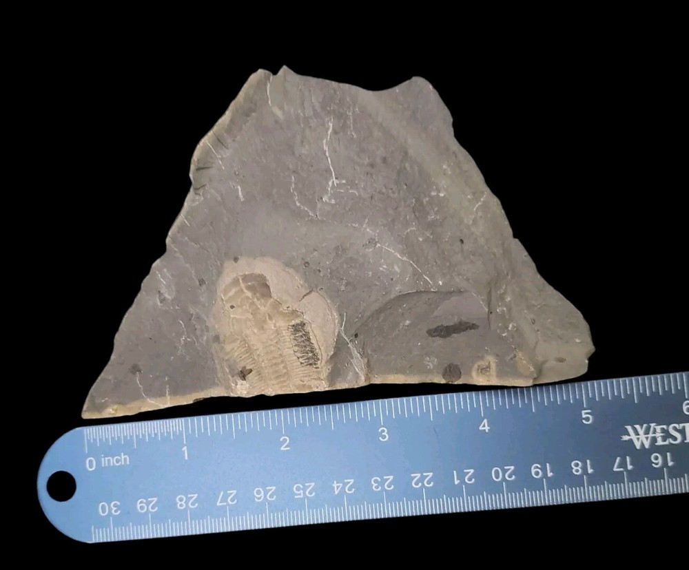 Trilobite Half Impression Wheeler Shale – Utah