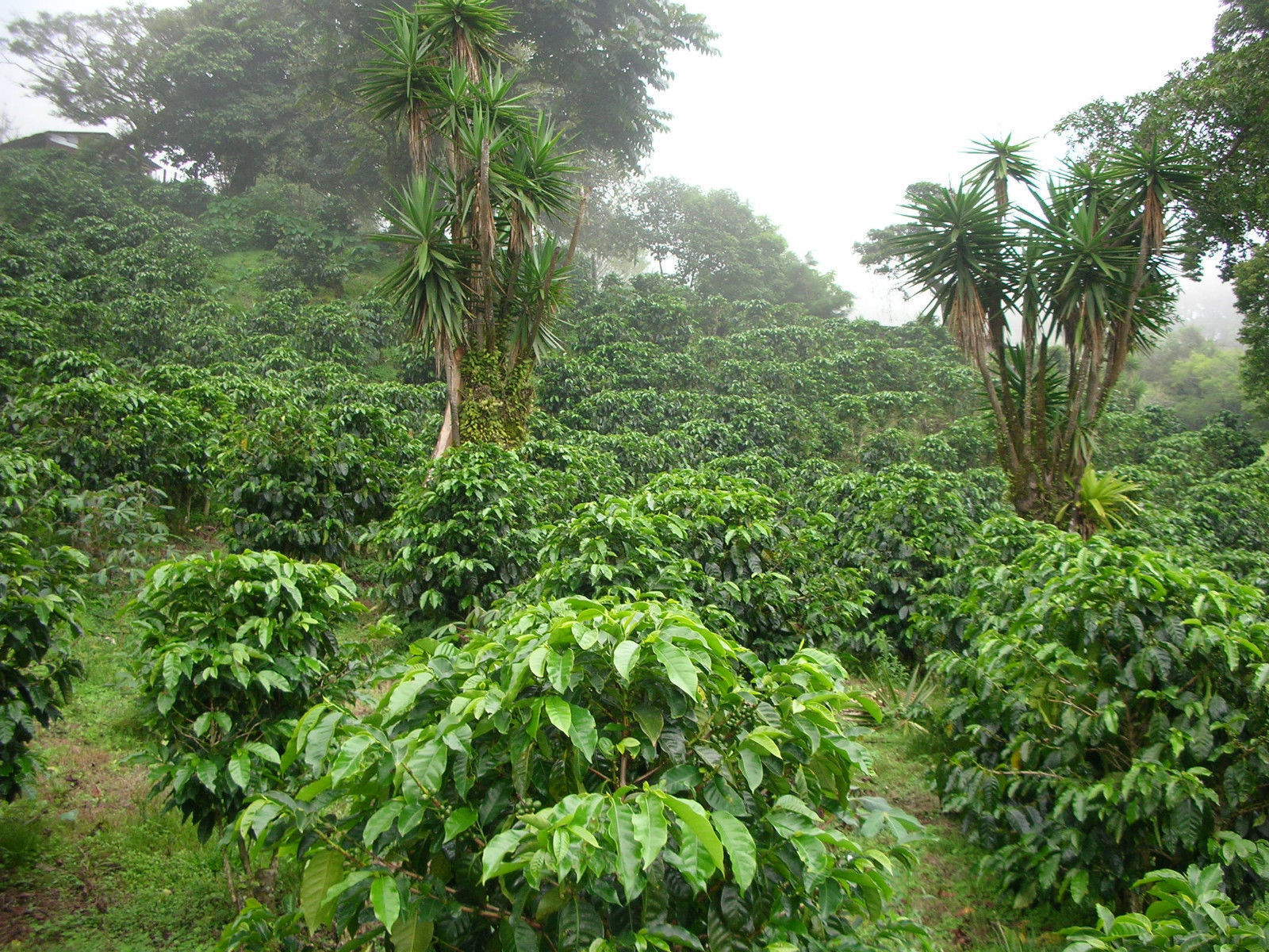 Brazilian Yellow Bourbon Coffee Beans, Medium Roasted Daily 2 Bags 1 Pound Each