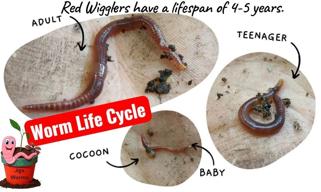 (JIGS) LIVE Red Wiggler Composting Worm Mix Approx 1,000 (1 LB) Voracious Eaters