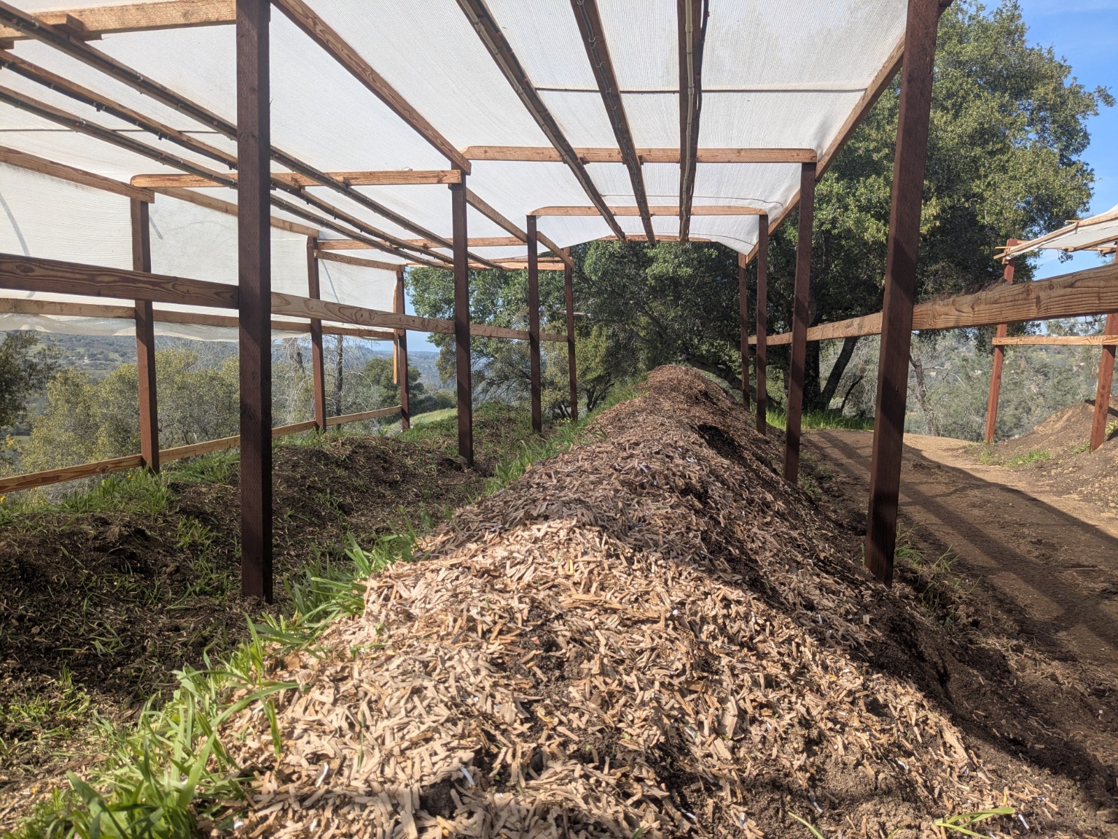 1 lb/ 1000 Ct Live Red Wiggler Composting Worms - Eisenia Fetida-live delivery