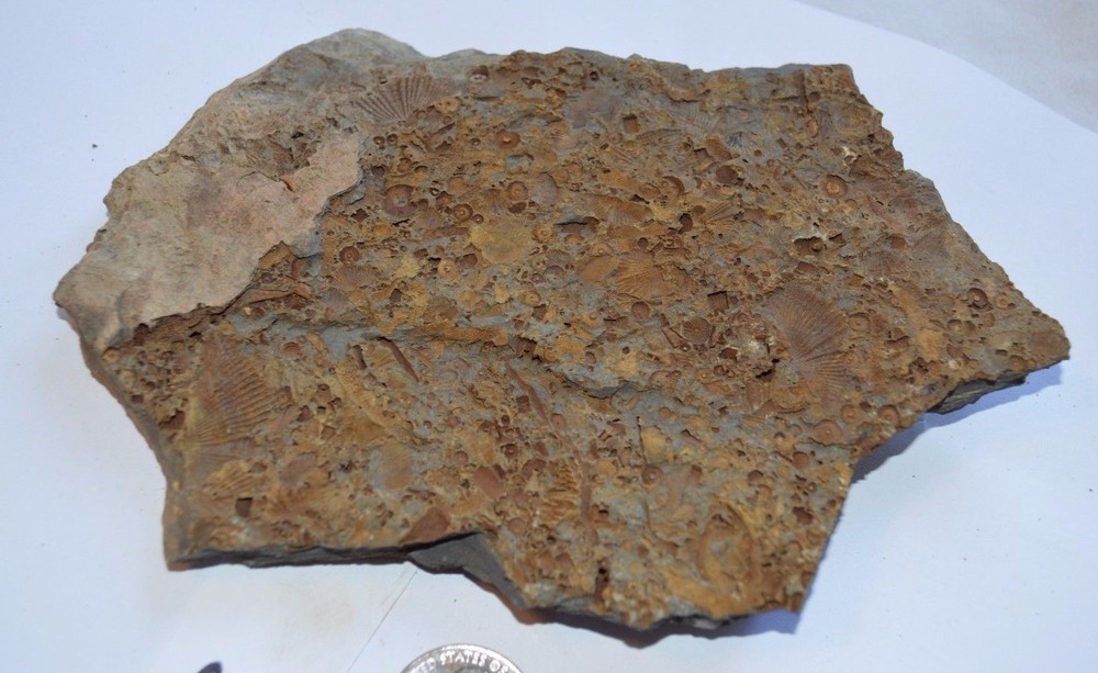 FOSSIL WITH BRACHIOPODS PRINTS ( 25, 22F)