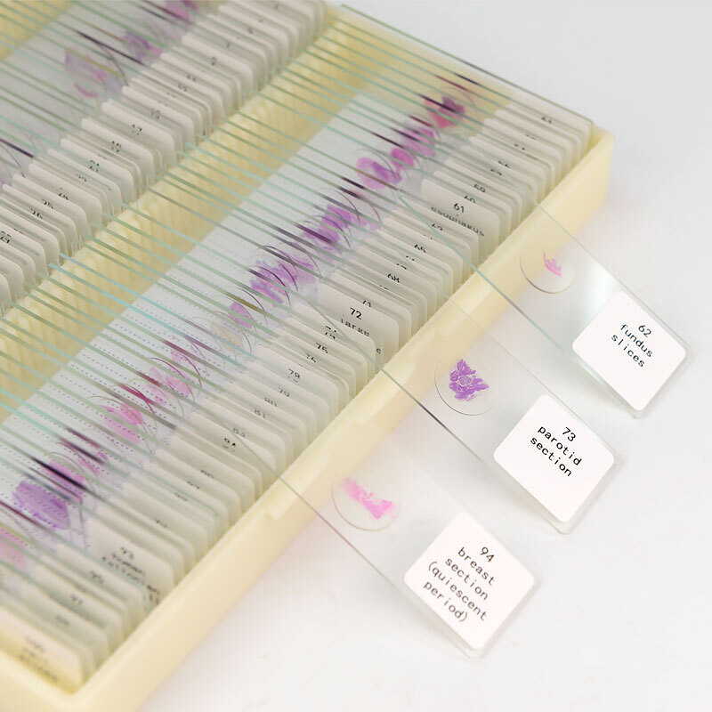 100PCS Mammal Tissue Sections Histology Prepared Specimen Microscope Slides