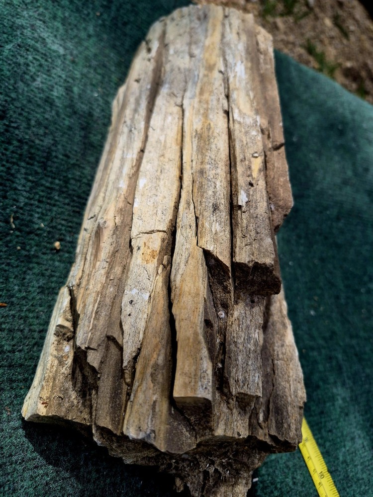 12in. Petrified Wood