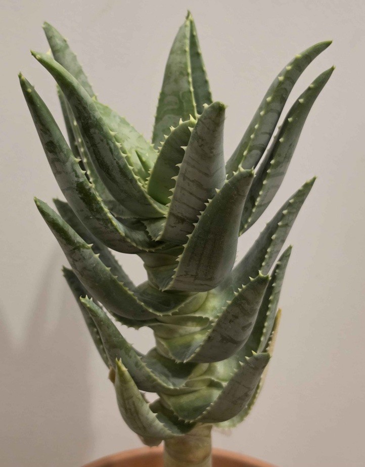 Aloe pillansii