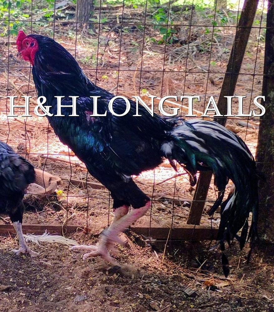 6 ASSORTED longtail Chicken hatching eggs L@@K!
